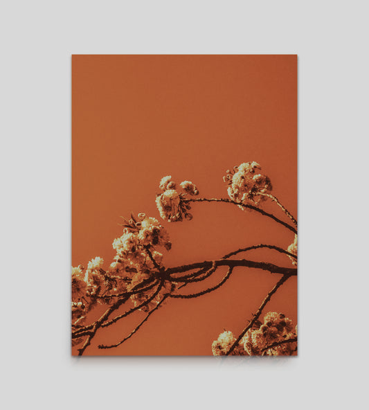Bleak Sakura